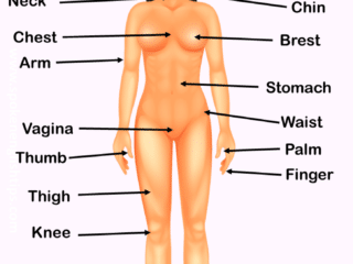 Woman body parts name