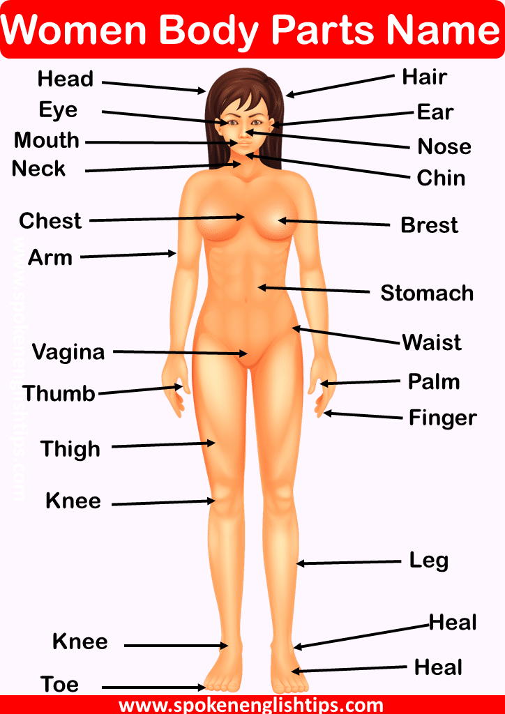 Woman body parts name