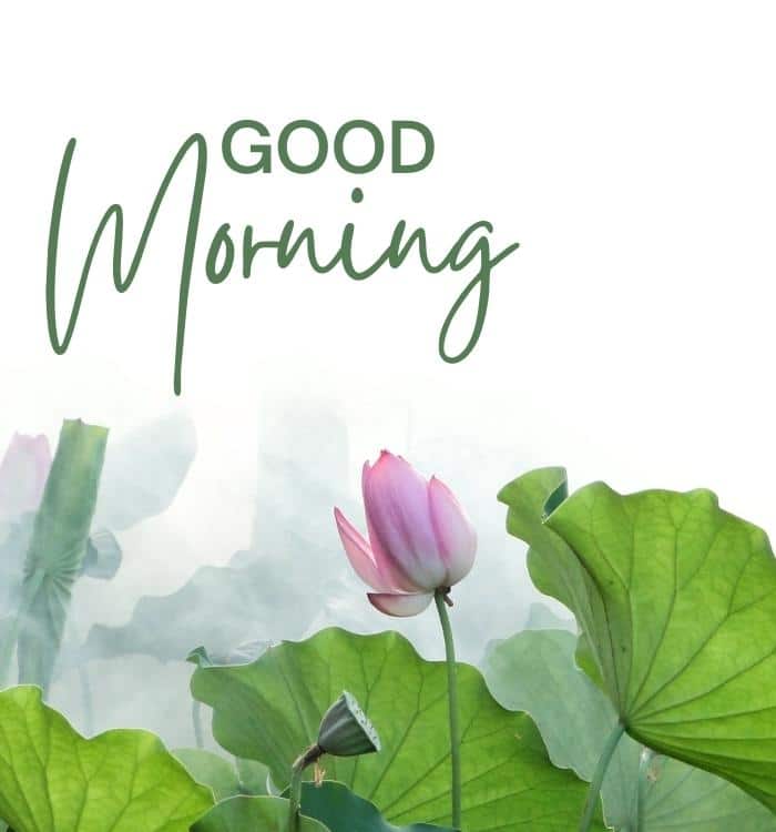 New Good Morning Images
