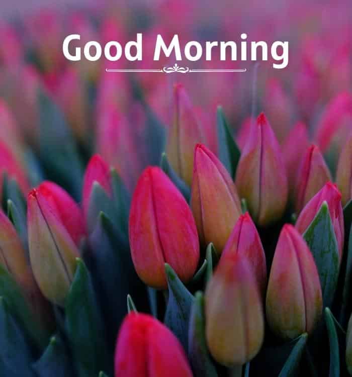 Good Morning Images Hd