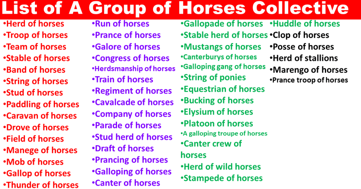 List of A Group of Horses Collective Noun
