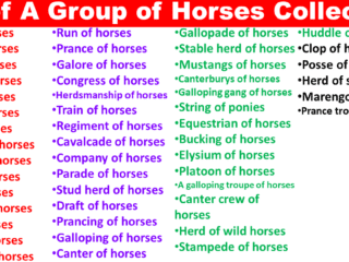 A Group of Horses Collective Noun