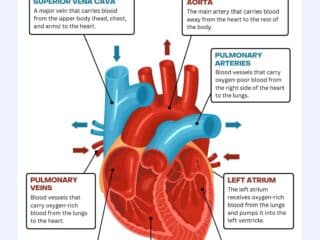 The Structure of a Human Heart
