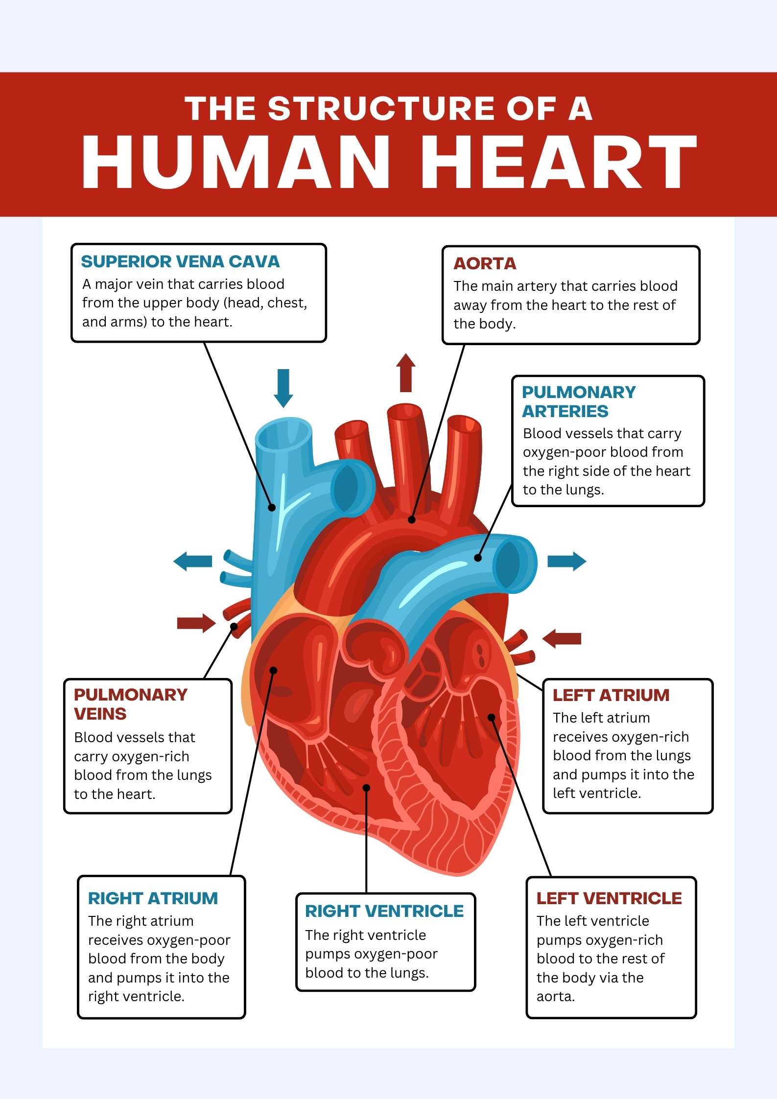 The Structure of a Human Heart