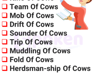 collective noun for cows