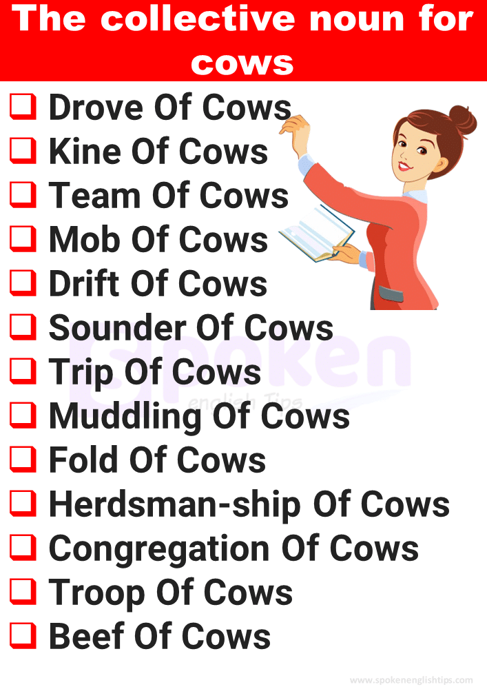 collective noun for cows
