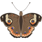 common butterflly
