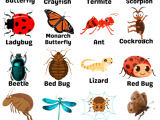 20 Insects Name