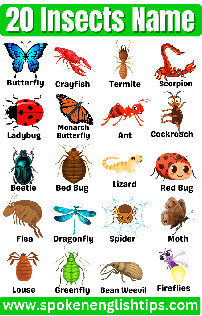 20 Insects Name
