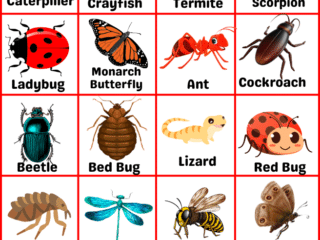 Insects name