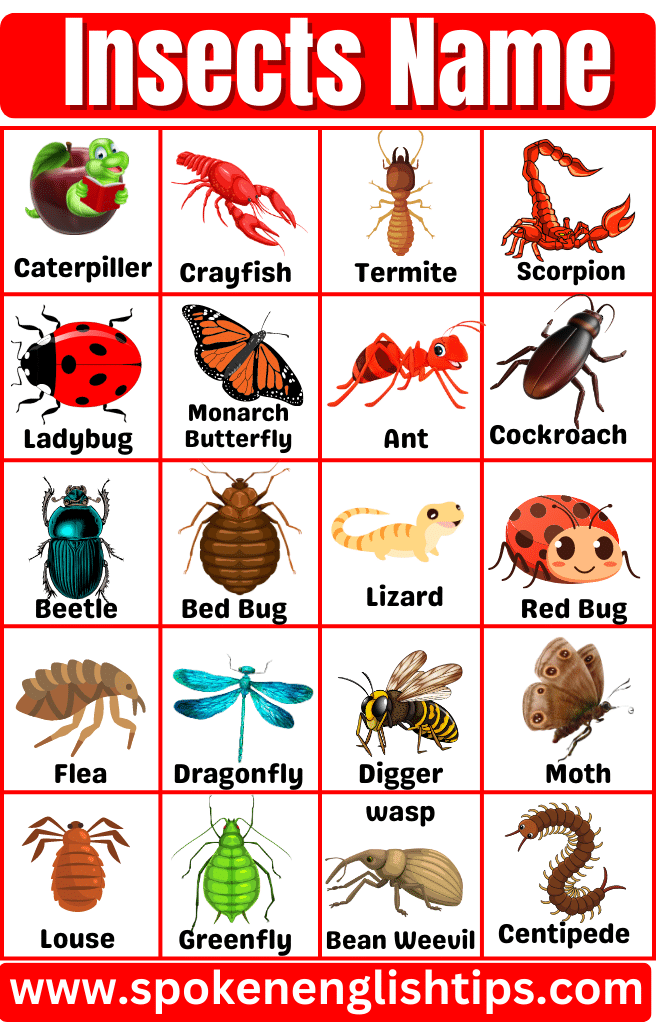 List Of Insects With Alphabetical Order ( June 2024)