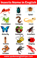 100+ List Of Insects Name In English With Pictures ( May 2024)