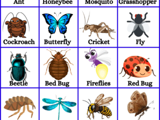 insects name