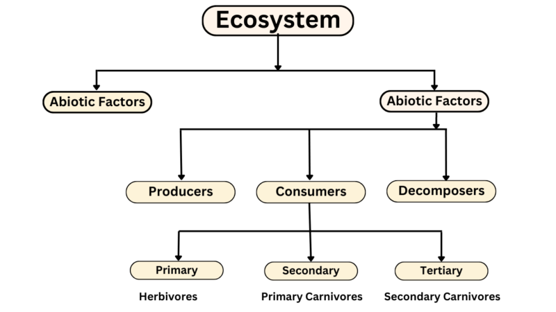 Structure, Functions, Types Of Ecosystems And Units ( July 2024)