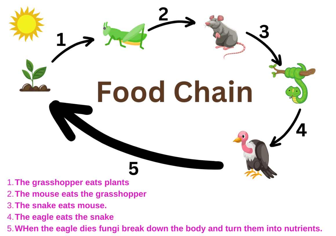 Types of ecosystem Food Chain