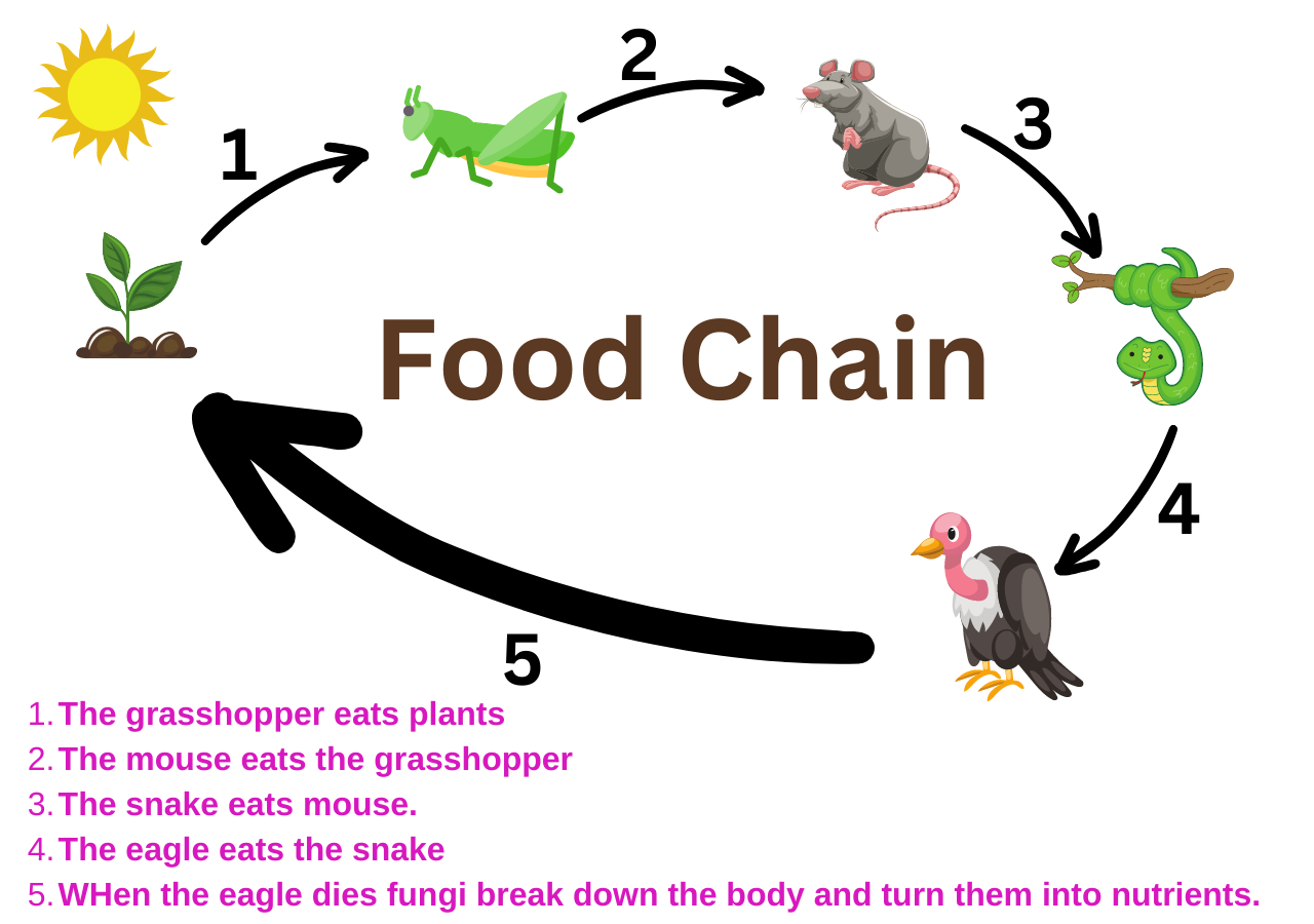 Structure, Functions, Types Of Ecosystems And Units ( January 2025) Biology Diagrams