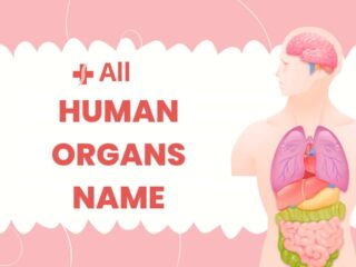 How many organs are in the human body and their functions