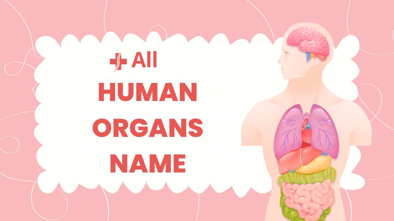 How many organs are in the human body and their functions