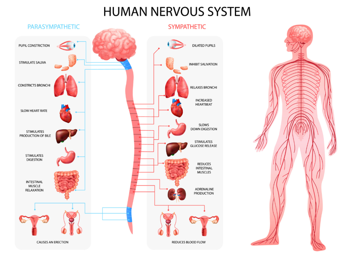 diagram of nervous system