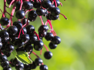 8 Amazing Benefits of Elderberry