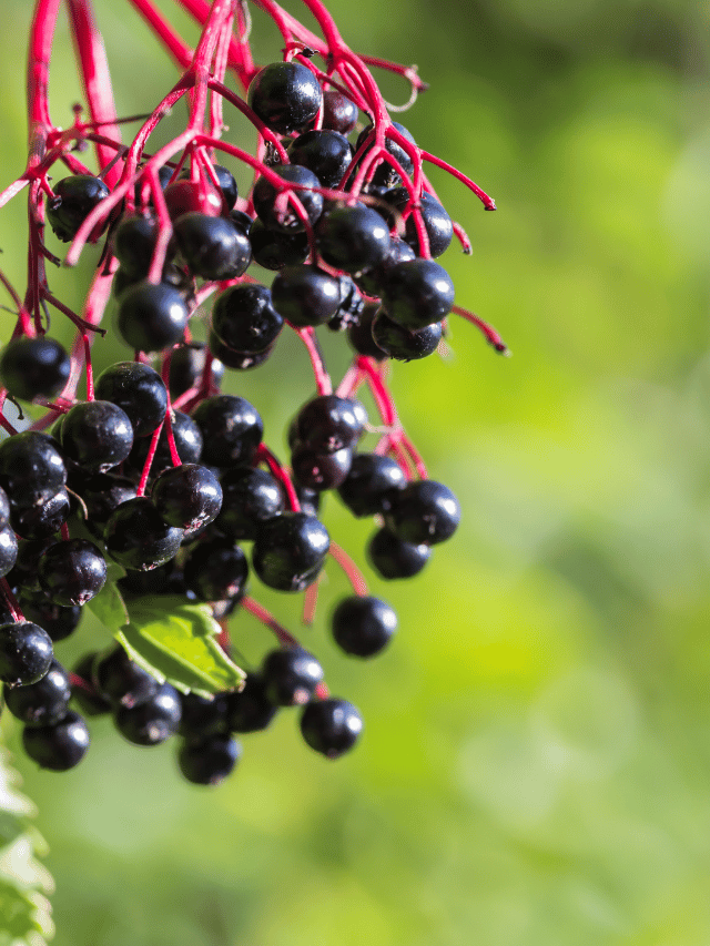 8 Amazing Benefits of Elderberry You Must Know