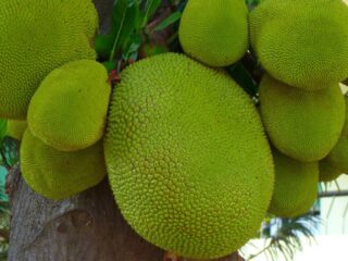 8 Amazing Benefits of Jackfruit