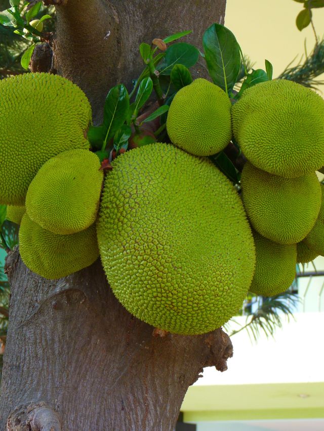 8 Amazing Benefits of Jackfruit You Must Know