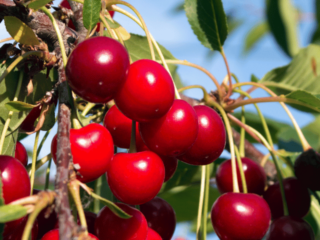 8 Amazing Benefits of cherry