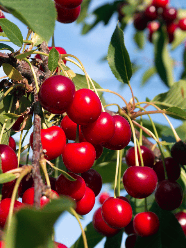 8 Amazing Benefits of Cherry You Must to Know