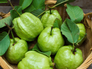 Benefits of Guava