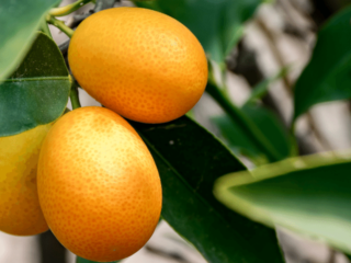 Benefits of Kumquat