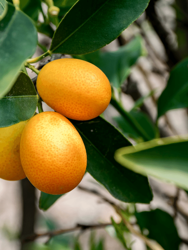 8 Amazing Benefits of Kumquat You Must Know