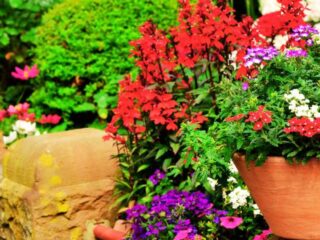 Plants for Balcony