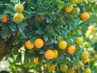 kumquat fruit health benefits, kumquat nutritional benefits, kumquat health benefits, kumquat fruit benefits, nutritional value of kumquats, benefits of kumquat,