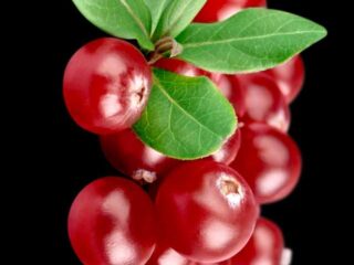 Benefits of Cranberry