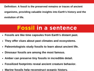 fossil in a sentence