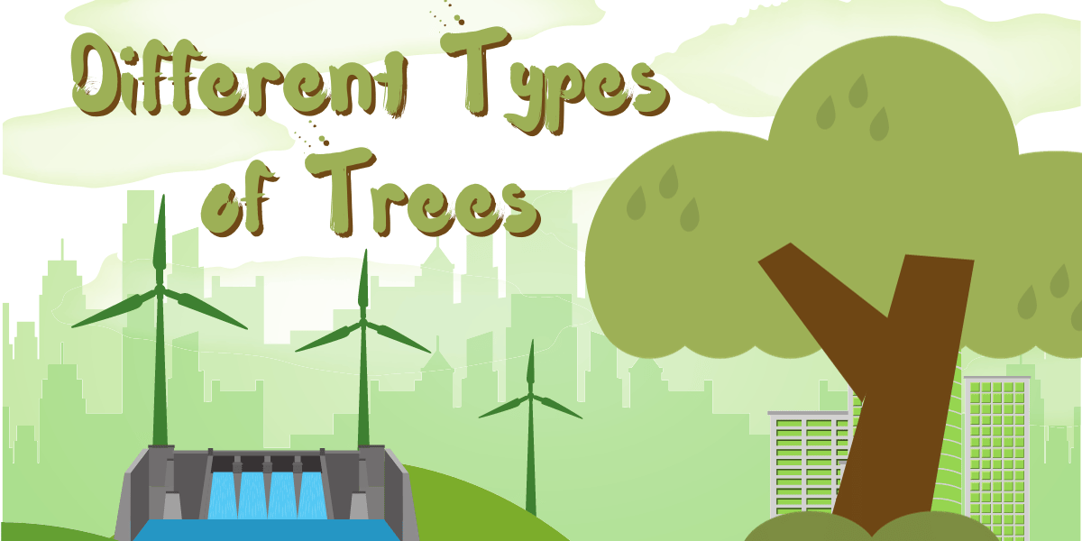 Different Types of Trees