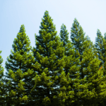 pine Tree