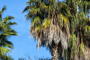 Sabal Palmetto Trees