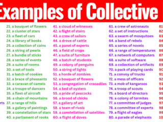 100 Examples of Collective Noun