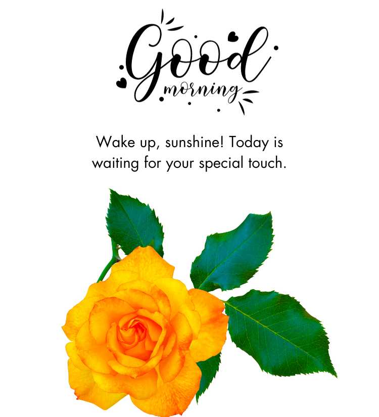 Good Morning Yellow Rose  Flower
