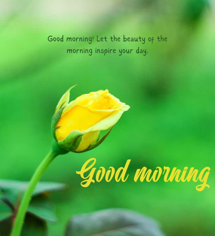 Good Morning Yellow Rose message
