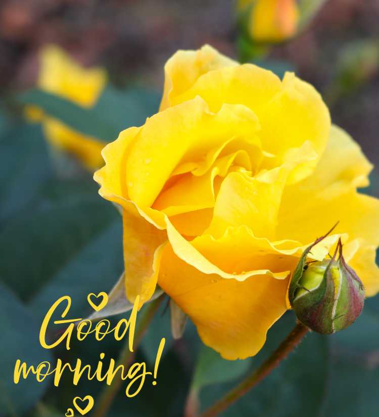 Good Morning Yellow Rose quotes
