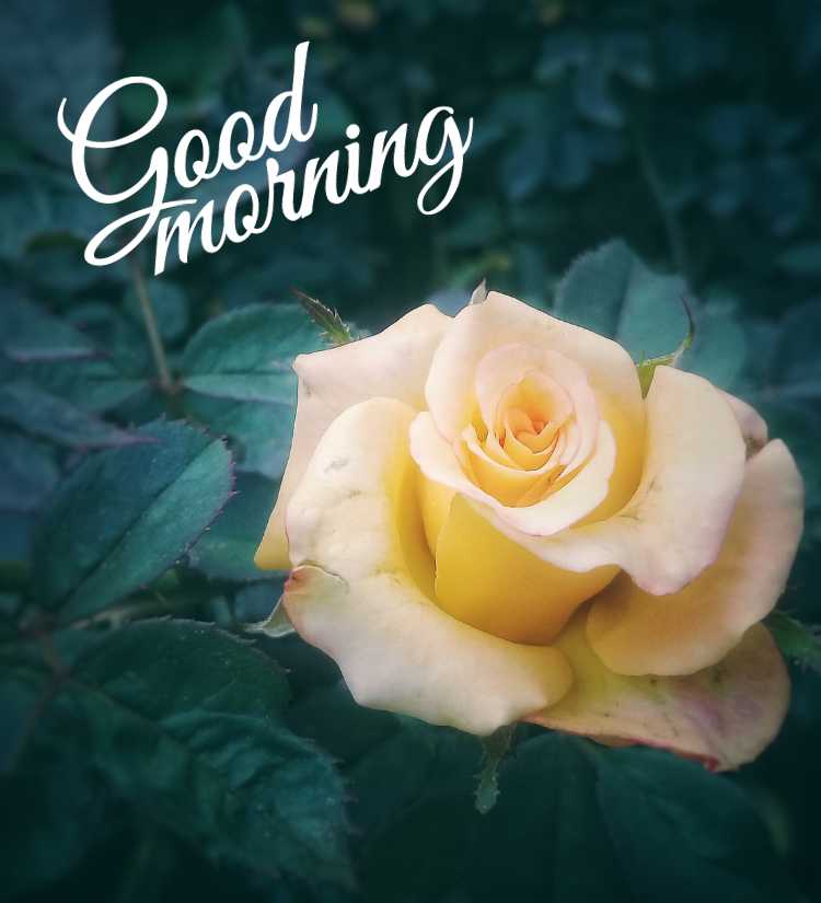 good morning yellow rose hd