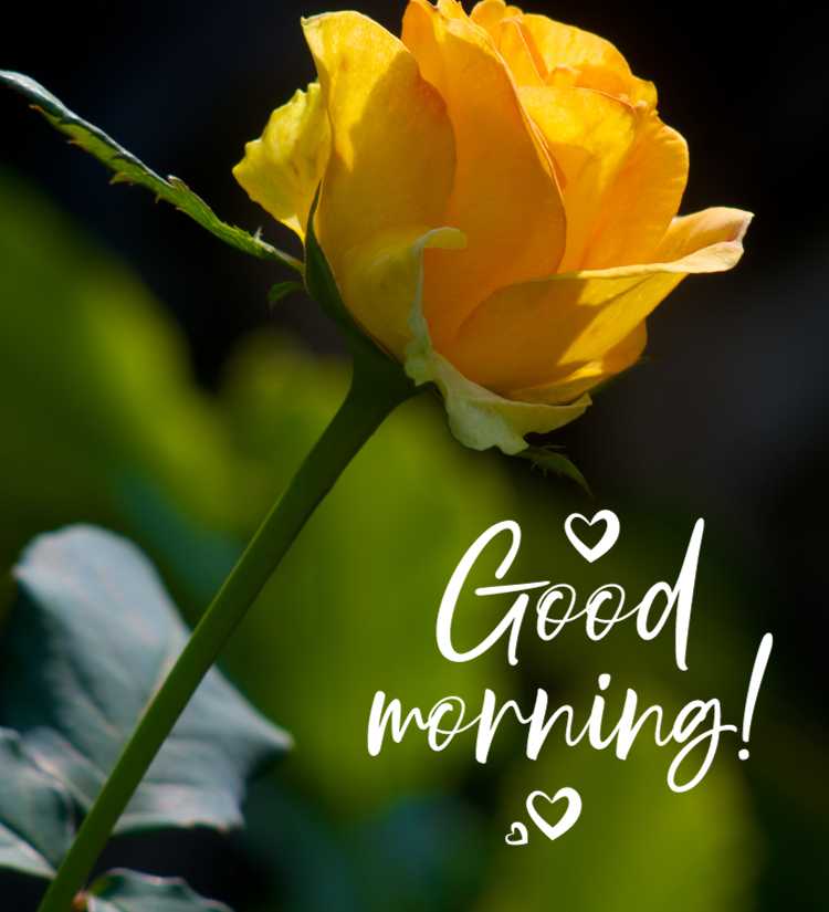 Good Morning Yellow Rose HD
