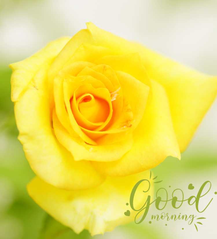 Good Morning Yellow Rose  Flower

