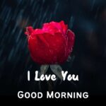 43+ Romantic Good Morning Rose Flower Images