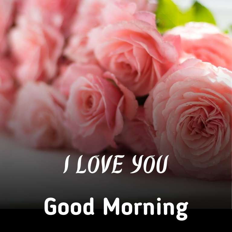 Good Morning Rose Flower Images