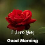 43+ Romantic Good Morning Rose Flower Images